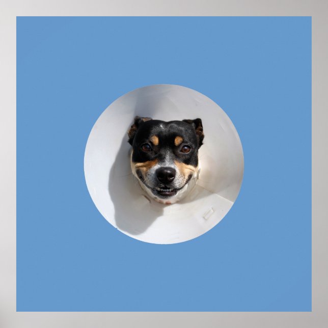 Póster Cachorro sorridente engraçado (Frente)