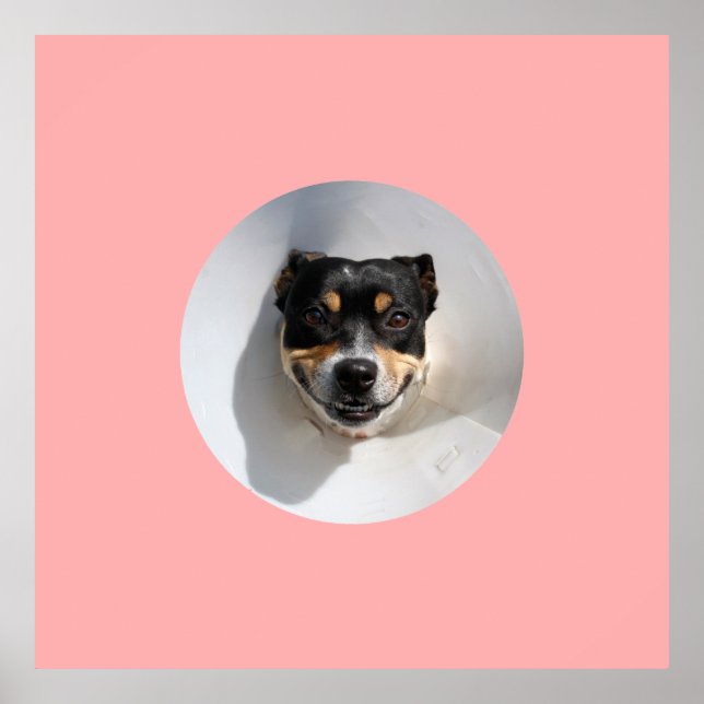 Poster Cachorro sorridente engraçado (Frente)