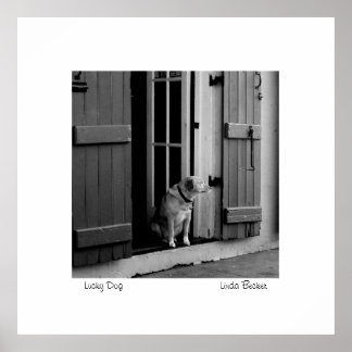 Póster Cachorro Sortudo por Linda Becker PhotoArt