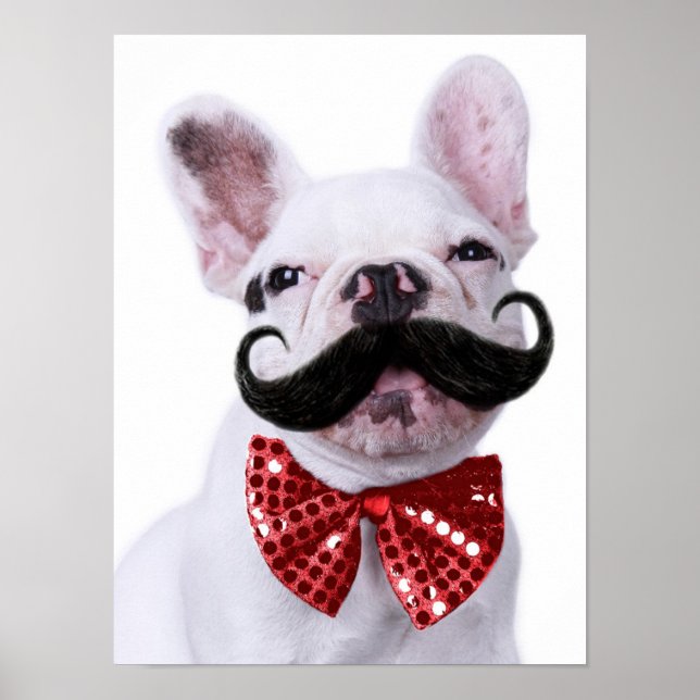 Póster Cachorro Touro Francês Cachorro Com bigode (Frente)
