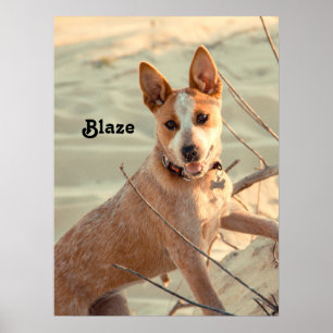 Poster Cachorro Vermelho australiano - Heeler - na neve