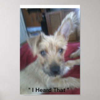 Poster cachorros bonitos