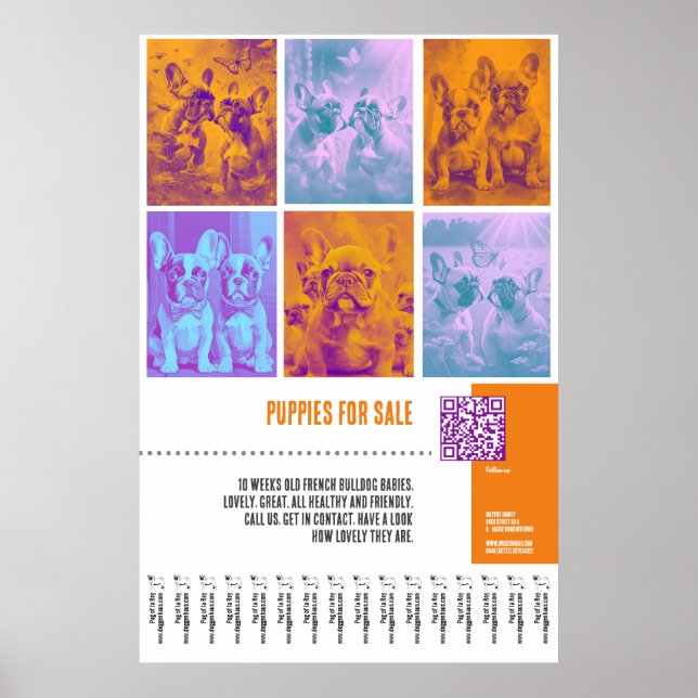 Poster Cachorros da raça Bulldog Francês à venda pôster e (Frente)