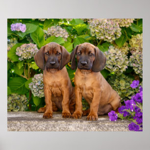 Poster Cachorros de Caça da Baviera, Cute Bavarian, com F