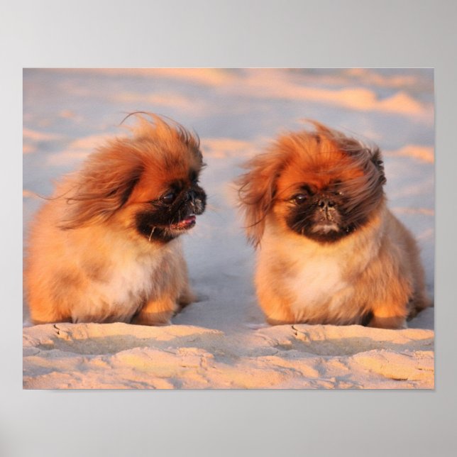 Póster Cachorros de Pekingese (Frente)