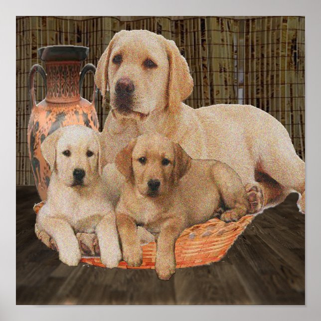Póster cachorros lindos labradores (Frente)