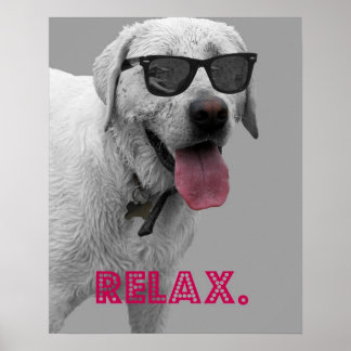 Póster Cachorros vestindo óculos escuros, relaxe