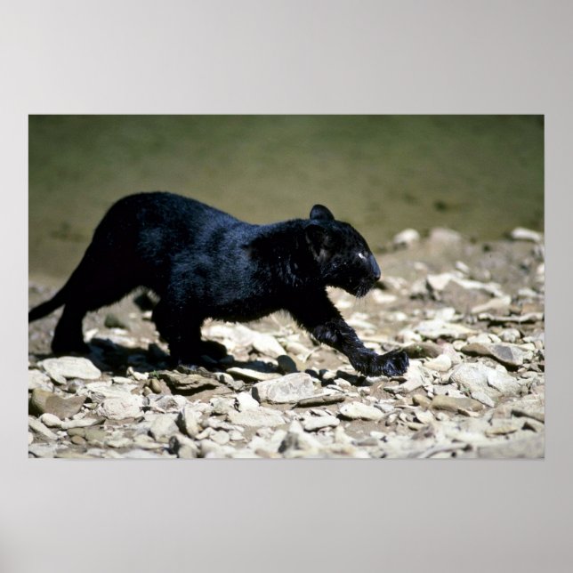 Póster Caco de fase negro-leopardo (molhado do rio) (Frente)
