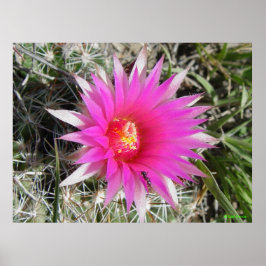 Póster Cacto Bola F12 "Escobaria vivipara"