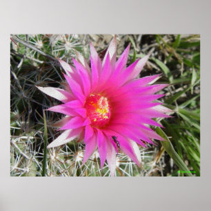 Póster Cacto Bola F12 "Escobaria vivipara"