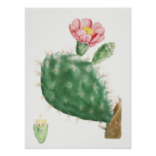 Póster Cacto Cochenillifer, Ilustração Antiga, 1799
