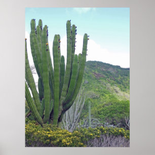 Poster Cacto da tubulação de órgão