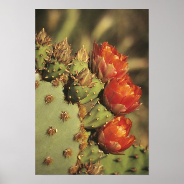 Póster Cacto de figo-da-índia em flor, Arizona-Sonora 2 (Frente)