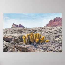 Poster Cacto de Lava de Galápagos, Equador