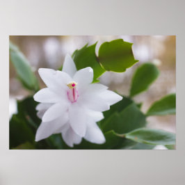 Póster Cacto de Natal branco Schlumbergera CC0039 Flor