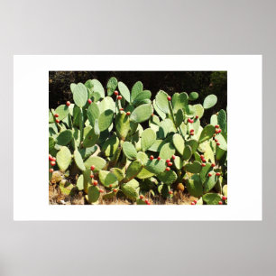 Póster Cacto de pera picante