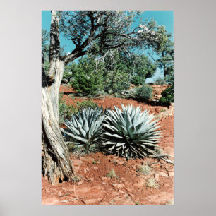 Póster Cacto do deserto