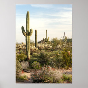 Póster Cacto do Saguaro, arizona, EUA