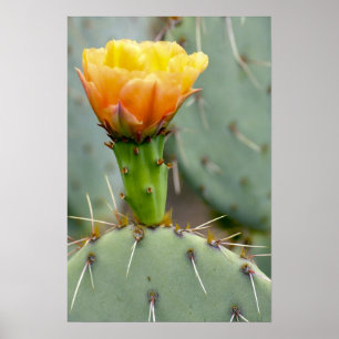 Póster Cacto e flor de pera espinhosa