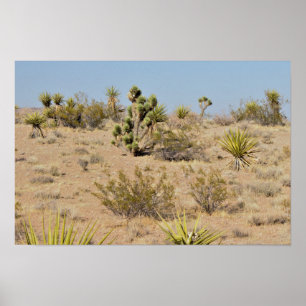 Poster Cacto e plantas do deserto