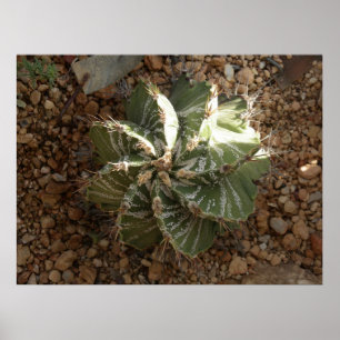 Póster cacto espiral