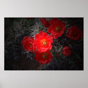 Póster Cacto Flor, Canvas