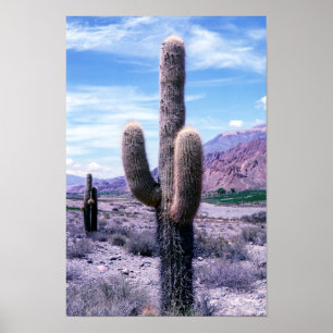 Poster Cacto na Província de Jujuy - Norte da Argentina.
