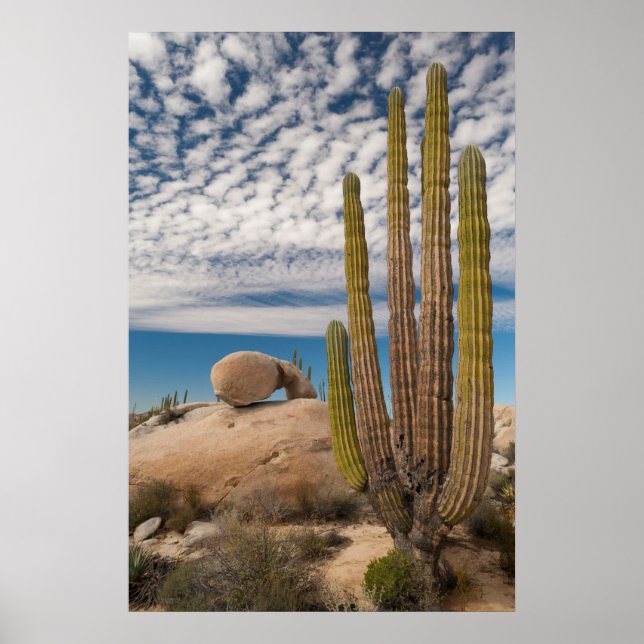 Poster Cacto no Deserto Cênico (Frente)