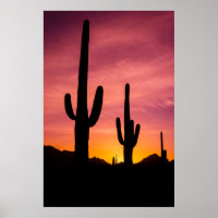Cacto Saguaro ao nascer do sol, Arizona
