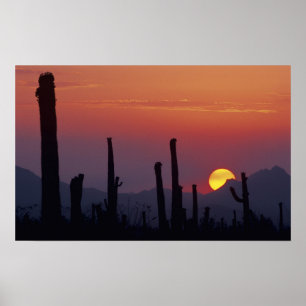 Póster Cacto Saguaro Carnegiea gigantea), Pôr do Sol,