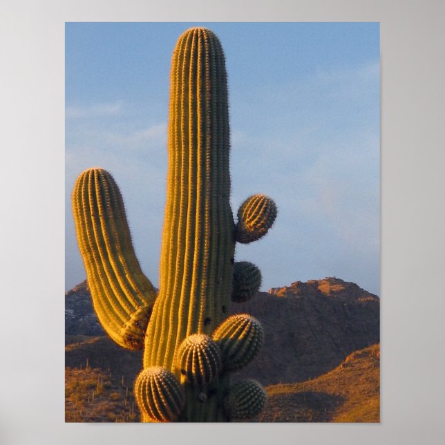 Poster Cacto Saguaro Iluminado pelo Sol (Frente)