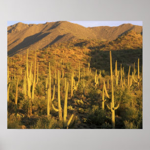 Poster Cacto saguaro no Parque Nacional Saguaro perto