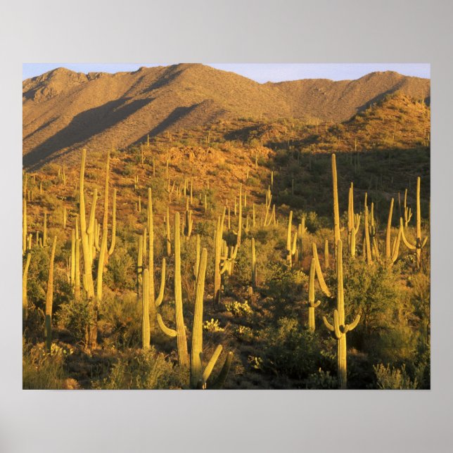 Poster Cacto saguaro no Parque Nacional Saguaro perto (Frente)