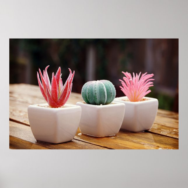 Poster Cactos (Frente)