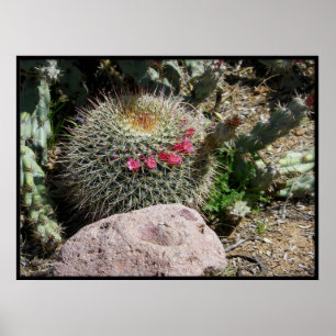 Póster Cactos