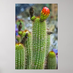 Poster Cactos da cor