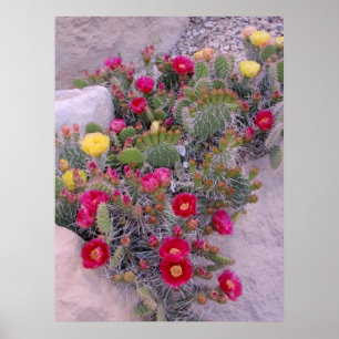 Póster Cactos de pera espinhosa