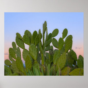 Poster Cactos e sisal na Floresta Seca