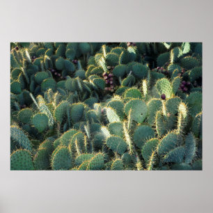 Poster Cactos espinhosos