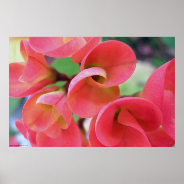 Póster Cactus (Frente)