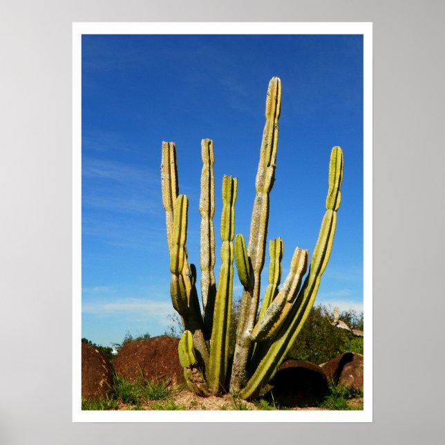 Poster Cactus (Frente)