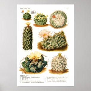 Poster Cactus