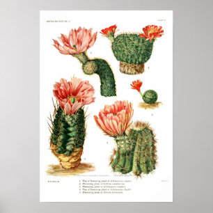 Poster Cactus