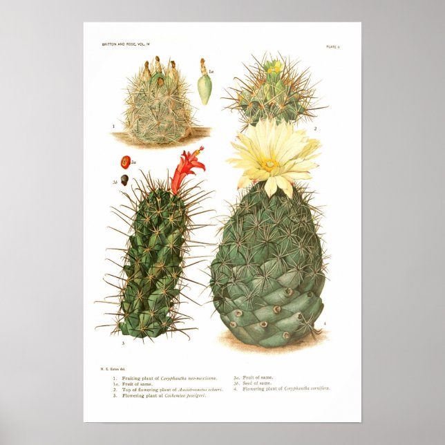 Poster Cactus (Frente)