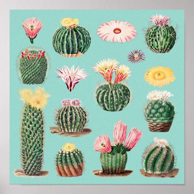 Poster Cactus (Frente)