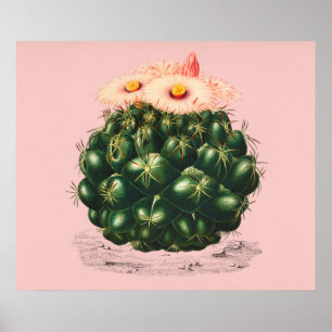 Poster Cactus