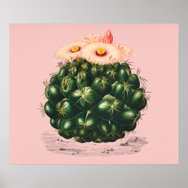 Poster Cactus (Frente)