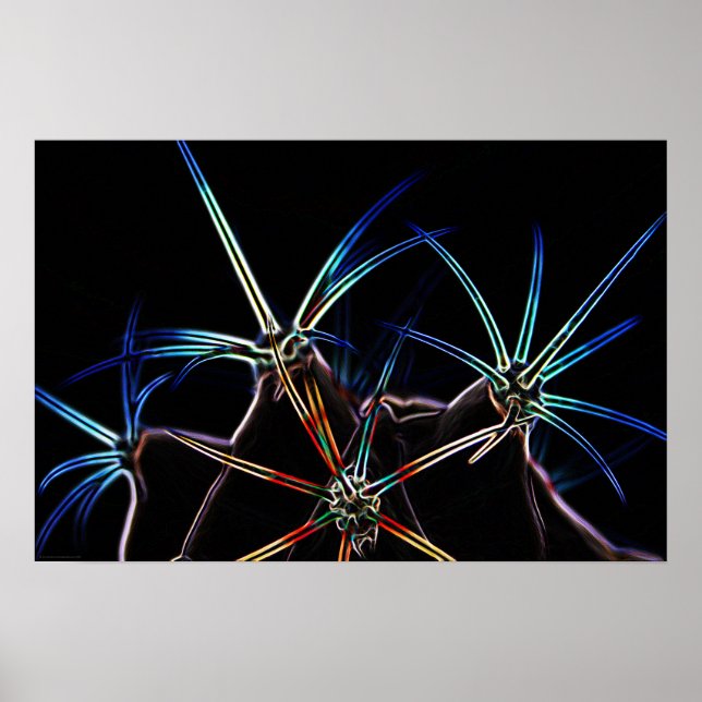 Poster Cactus 1 wapcna (Frente)