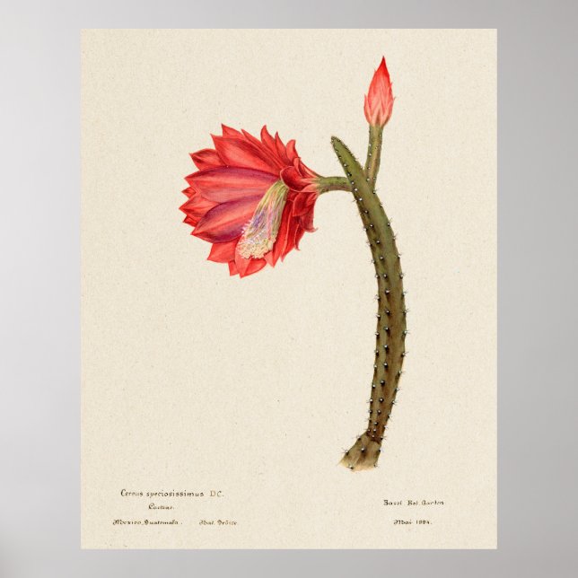 Poster Cactus 4 (Frente)