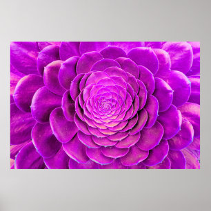 Poster Cactus blosom design